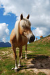 cavallo