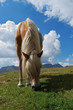 cavallo