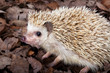 Pygmy hedgehog