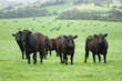 Farm cattle Farm cattle