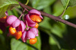 Gewöhnliche Spindelstrauch - Euonymus europaeus