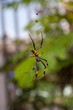 Spider Araneidae Spider Araneidae