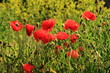 Spring ,Gudar mountains, Teruel province, Aragon, Spain Spring ,Gudar mountains, Teruel province, Aragon, Spain