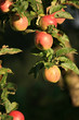 red apples on tree