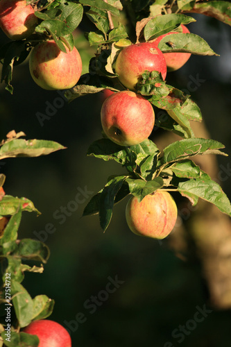 Foto: red apples on tree red apples on tree