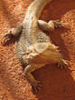 iguane australien