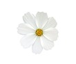 White cosmos