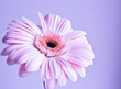 gerbera daisy