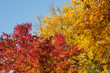 automne dans un parc de Bruxelles