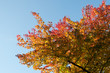 automne dans un parc de Bruxelles