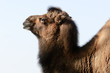 Bactrian Camel