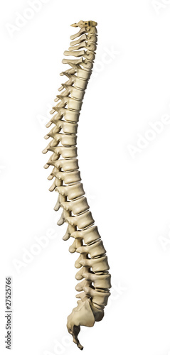 Illustration: Human spine Human spine