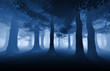 Photo: dark forest dark forest
