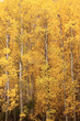 Yellow Aspen Trees Autumn Colors Yellow Aspen Trees Autumn Colors