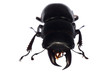 stag beetle isolated stag beetle isolated