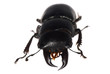 stag beetle isolated stag beetle isolated