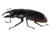stag beetle isolated stag beetle isolated