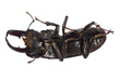 stag beetle isolated stag beetle isolated