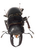 stag beetle isolated stag beetle isolated
