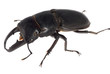 stag beetle isolated stag beetle isolated