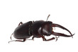 stag beetle isolated stag beetle isolated