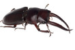 stag beetle isolated stag beetle isolated
