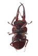 stag beetle isolated stag beetle isolated