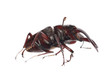 stag beetle isolated stag beetle isolated