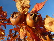 nèfles en automne sur la branche nèfles en automne sur la branche