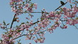 桜の枝で遊ぶペアの鳥