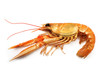 Shrimp