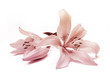 Lily