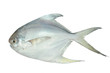 White Pomfret, Fish On White Background White Pomfret, Fish On White Background