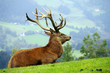 Kapitaler Hirsch in der Brunftzeit