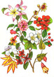 drawing, branch of different flowers