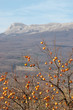 Oriental persimmon tree and Chatirdag mountain