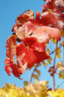 Red grape leaves