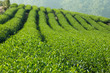 Green Tea Farm Green Tea Farm