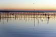 Albufera de Valencia 2