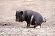 Mini-Schwein