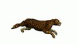 Video: Jaguar Running Jaguar Running