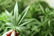 cannabis background cannabis background