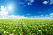 potatos field