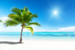 palm and sea