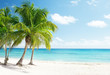 Caribbean sea and coconut palms