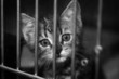 Kitten in a cage