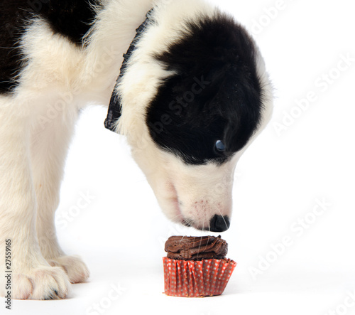 Foto: Puppy and chocolate cupcake Puppy and chocolate cupcake