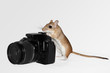 Maus mit Foto