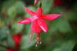 fuchsia flower fuchsia flower