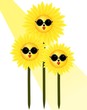 Sunflower in sunshine on a white background Sunflower in sunshine on a white background